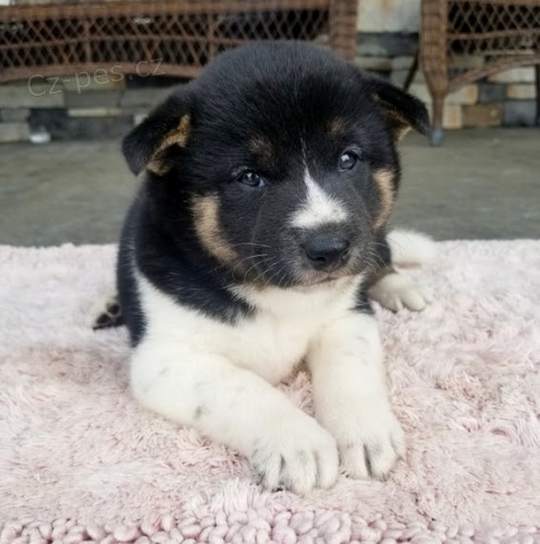 rozko�n� a soci�ln� vy�kolen� �t��ata shiba inu na prodej