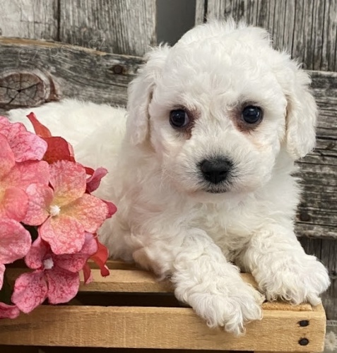 kr�sn� o�kovan� a rozko�n� �t���tka bi�onk�