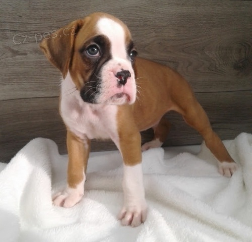 Zdrav� �t��ata boxera