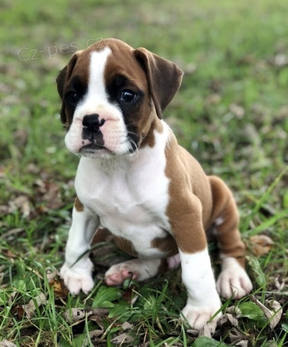 Na prodej jsou roztomil� a spole�ensky vycvi�en� �t���tka boxer�.