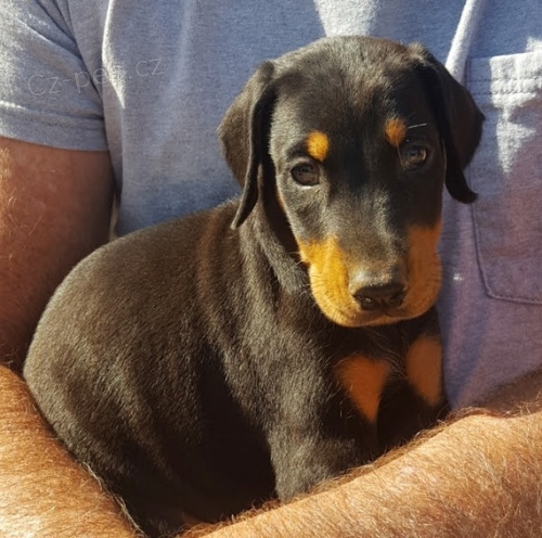 Na prodej roztomil� a soci�ln� vycvi�en� �t���tka dobermana.