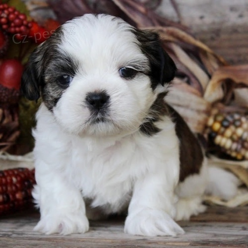 kr�sn� o�kovan� a rozko�n� �t��ata shih tzu