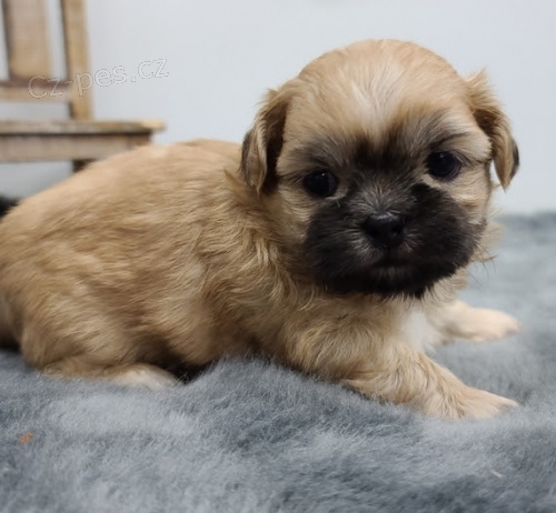 O�kovan�, zdrav� �t��ata shih tzu samc� a samic na prodej