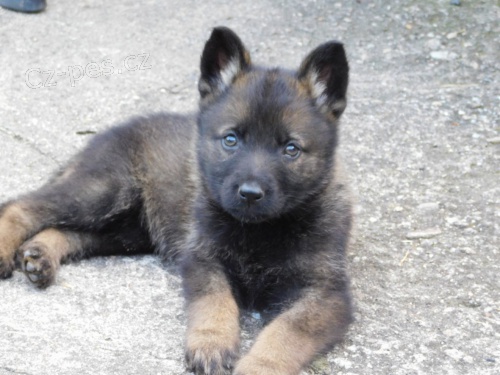 N�meck� ov��k