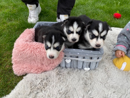 Modrook� sibi�sk� husky FCI