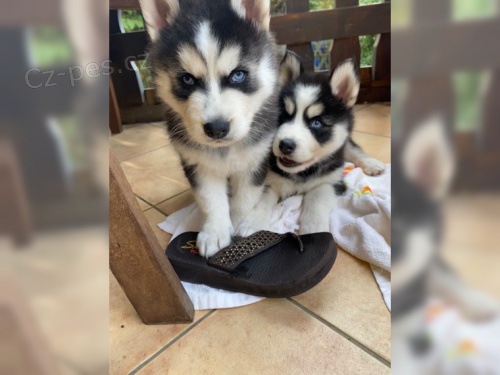 Husky �t��ata k adopci bez rodokmenu.