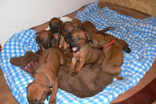 Rhod�sk� ridgeback s PP- �t��ata