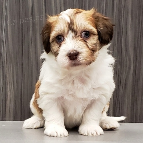 Kr�sn� a roztomil� �t���tka Havanese na prodej