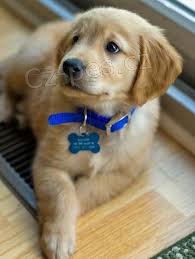 roztomil� zlat� retr�vr �t��ata