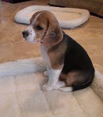 ��asn� beagle