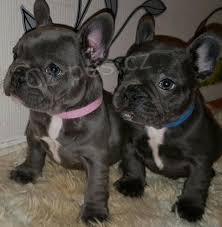 francouzsk� buldok �t��ata