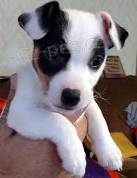 FANTASTICK� JACK RUSSELL