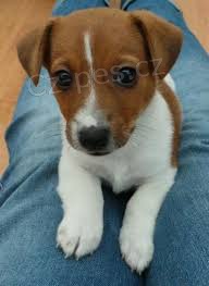FANTASTICK� JACK RUSSELL