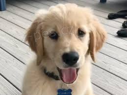 roztomil� zlat� retr�vr �t��ata