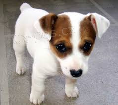 FANTASTICK� JACK RUSSELL