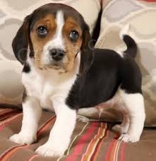 ��asn� beagle
