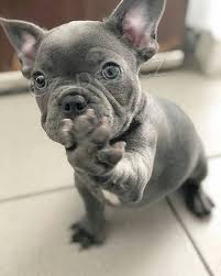 Francouzsk� buldo�ek �t�n�