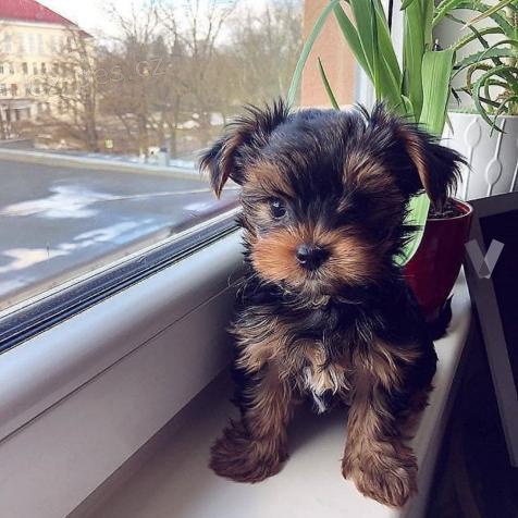 yorkshire ��lek �t��ata