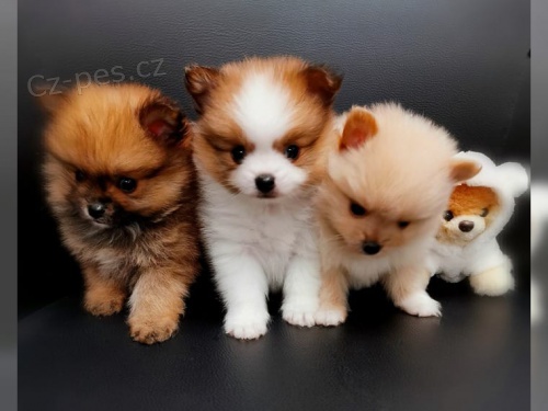 Pomeranian / �pic �t��ata  Ahoj v�ichni