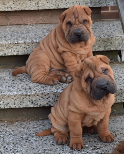 �arpej - �t���tka pouze s PP