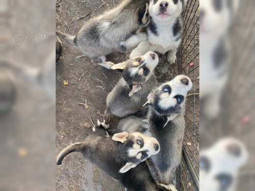 Fantastick� Sib. Husky (�eny a mu�i)