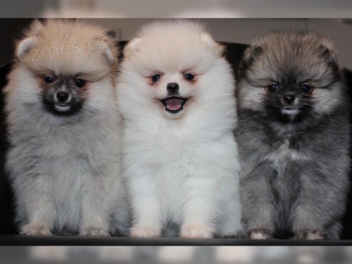 POMERANSK� �T��ATA S RODOKMENEM