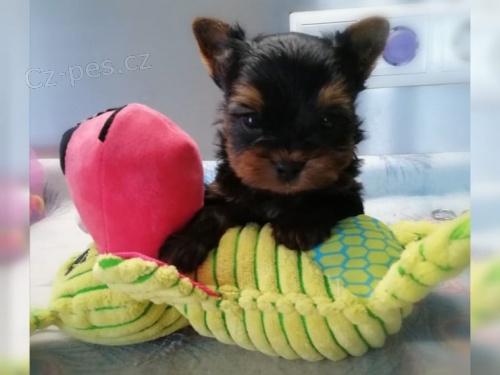 �t���tek Yorkie