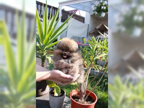 N�meck� �pic pomeranian