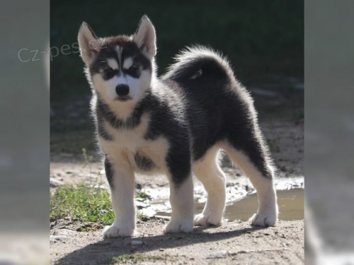 Modr� o�i sibi�sk�ch �t��at na prodej