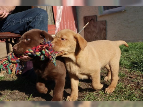 Labradorsk� retr�vr