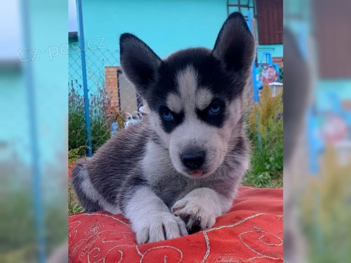 Sibi�sk� husky �t��ata s PP