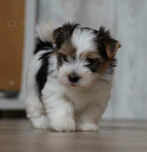 Biewer -jork��rsk� teri�r