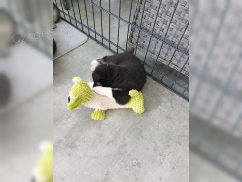 Vytvo�te n�dhern� �t��ata sibi�sk�ho husky