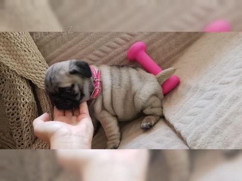 Fantastick� Mops �t��ata