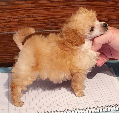 12 t�dn� �t��at pudl hra�ky k dispozici./../