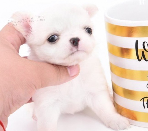 Extr�mn� kr�sn� �t��ata �ivavy