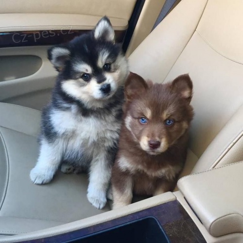 Pomsky psi jsou k dispozici pro dobr� rodiny.