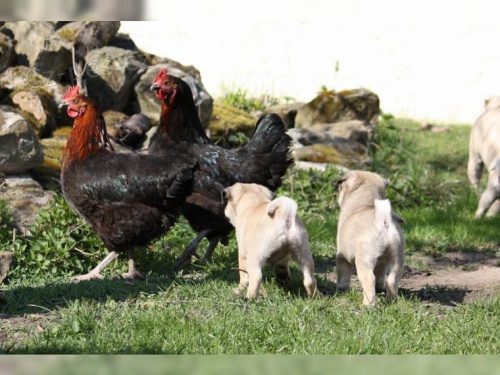 Mops �t��ata na �VDH / FCI / DMC�