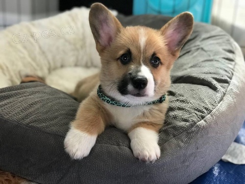 Hou�evnat� �t��ata Pembroke Welsh Corgi