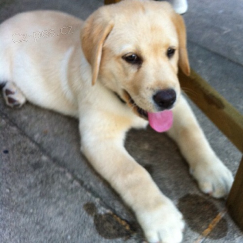 labradorsk� �t��ata k adopci.