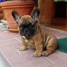 Francouzsk� buldo�ek �t��ata na prodej