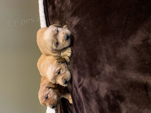 K dispozici �t��ata zlat�ho retr�vra