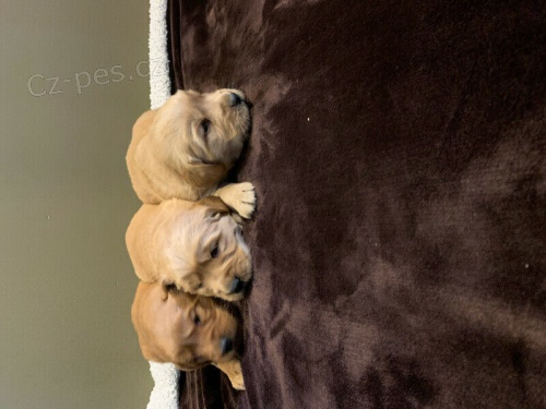 Zlat� retr�vr �t�n� na prodej