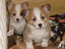 �t��ata Pembroke Welsh Corgi