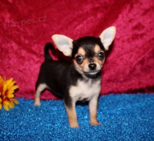 �istokrevn� �t��ata �ivavy