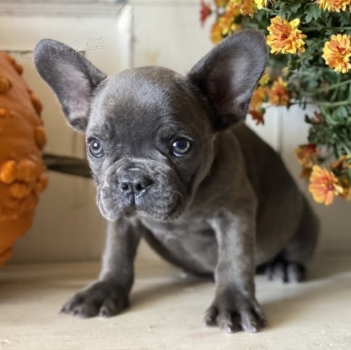 Modr� francouzsk� buldo�ek �t��ata