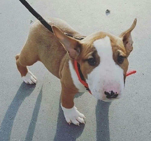 K dispozici �t��ata anglick�ho bulteri�ra