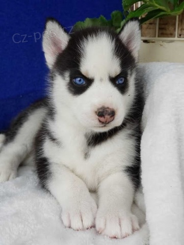 Zdrav� sibi�sk� husky s modr�ma o�ima