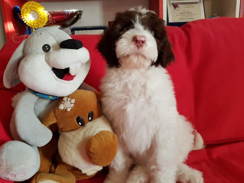 Portugalsk� vodn� pes �t��ata k dispozici