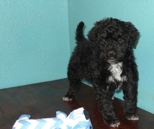 Portugalsk� vodn� pes �t��ata k dispozici